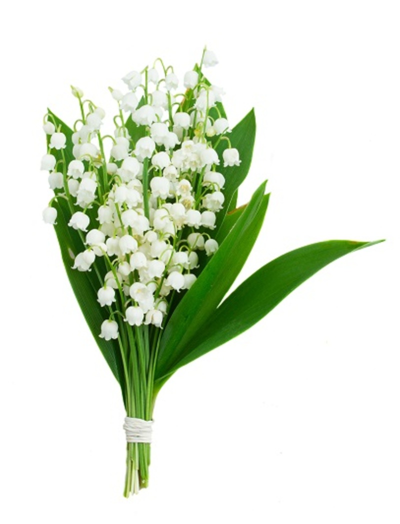 flowers flowers  / white flowers
