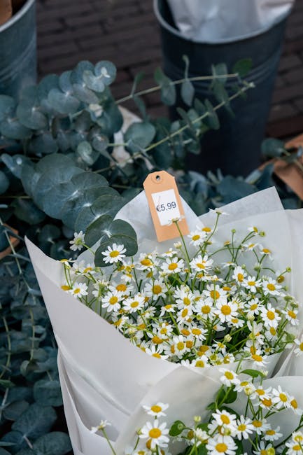 A bouquet of fresh daisies with white petals and yellow centers arranged in white wrapping paper, placed on a surface with a backdrop of eucalyptus leaves and a blurred dark background. The daisies ha