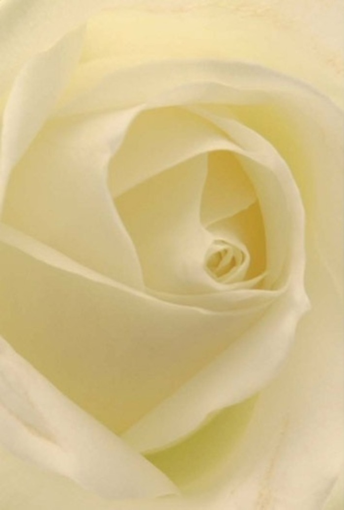 Examining this classic white rose closely, one is struck by the layered softness and subtle play of gentle cream and pure white, the hues blending like the soft morning clouds above Northolt Village Green. Each petal captures and diffuses light as if illuminated from within-a tribute to care and craftsmanship evident in every arrangement by locals who know the area intimately. The core of the bloom, perfectly spiraled, projects purity and a steadfast resilience, making it ideal for romantic overtures, apologies brimming with sincerity, or elegant wedding centrepieces found at Northolt's special celebrations. Subtle variations in shadow and tone create a living sculpture that exudes natural beauty and understated sophistication. The rose's quietly uplifting fragrance fills the mind with a sense of serene reassurance, always fitting for any occasion celebrated in the heart of Northolt, where tradition and warmth go hand in hand.